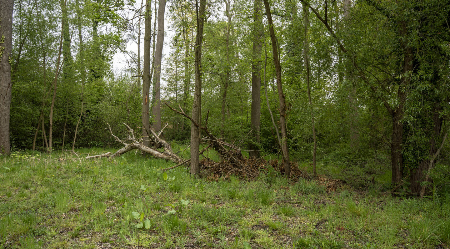 Terrain à bâtir à vendre à Kampenhout